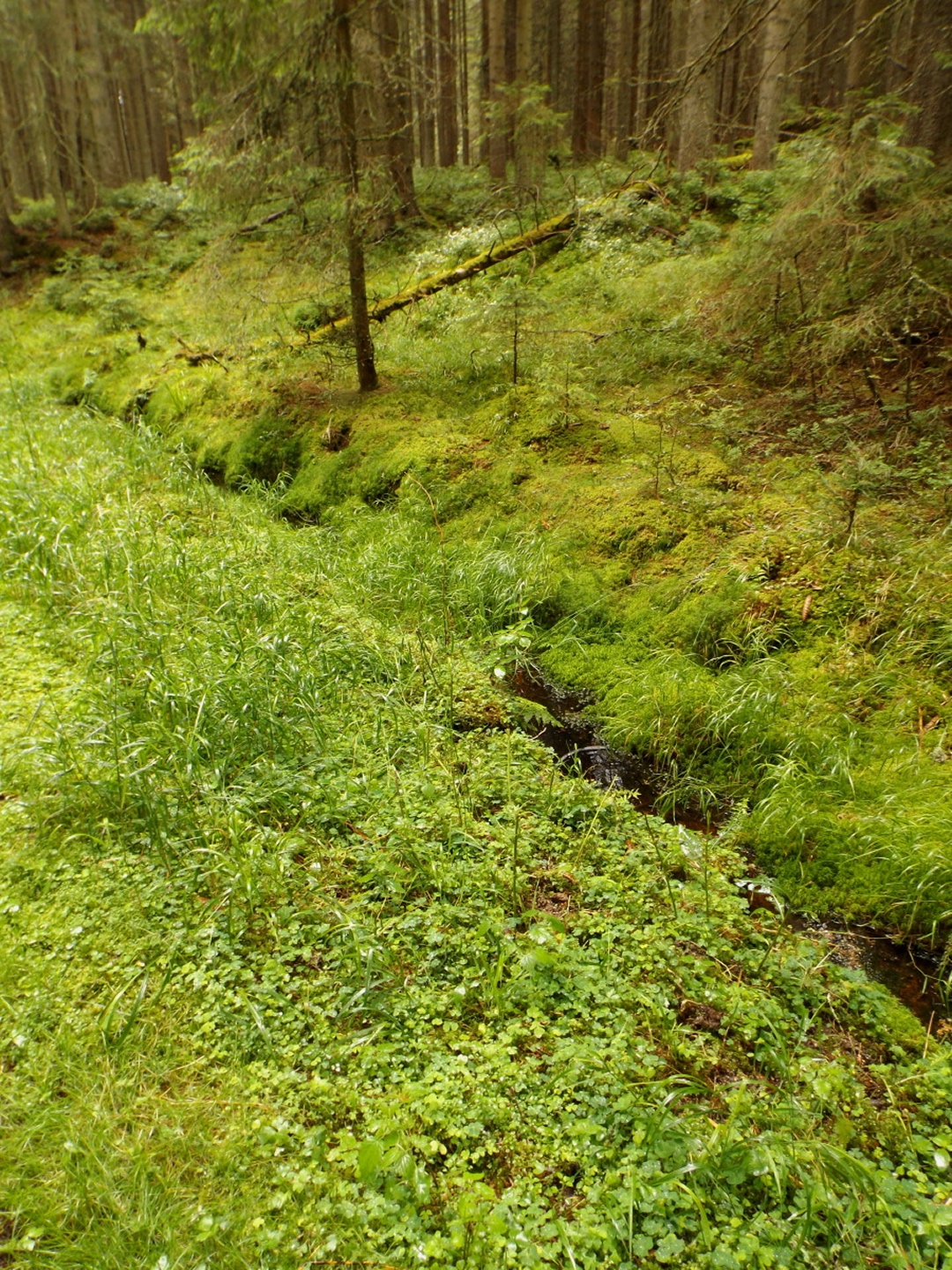 Diesen Abschnitt des Schwarzenbergkanals holt sich die Vegetation zurück